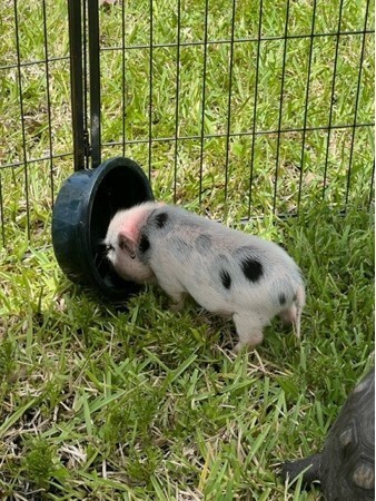 Petting zoo